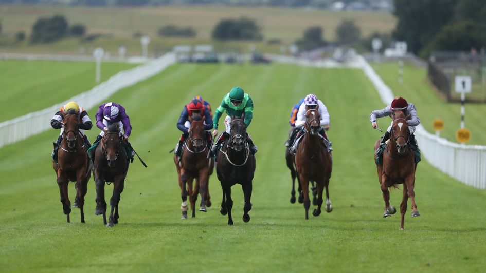 Go Bears Go (second from left) ran creditably in the Phoenix Stakes