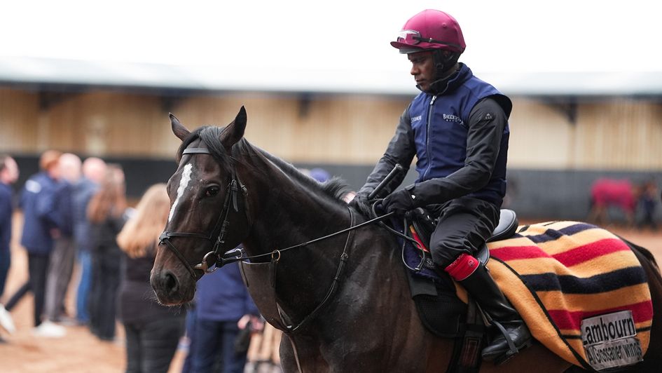 Lambourn at Ballydoyle (Photo: Megan Ridgwell/The Jockey Club)
