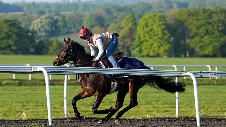 Wimbledon Hawkeye pictured on the Newmarket gallops (credit: The Jockey Club/John Hoy)