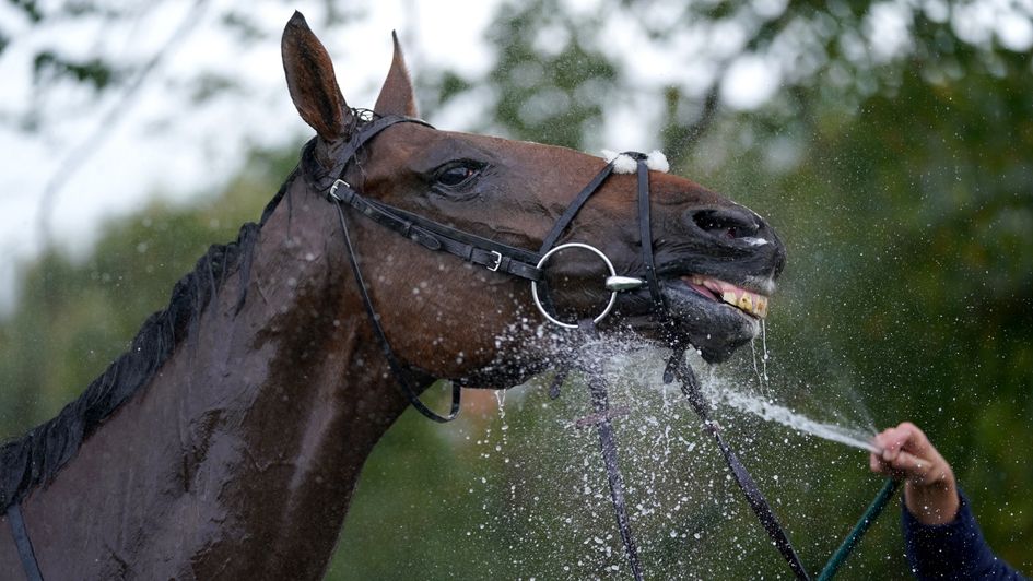 Outlaw Peter is hosed down after winning the Richard Hitchings Memorial Open Maiden NH Flat Race at Worcester