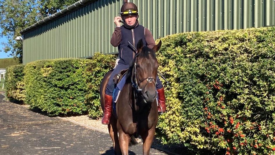 Trillium returns from a piece of work