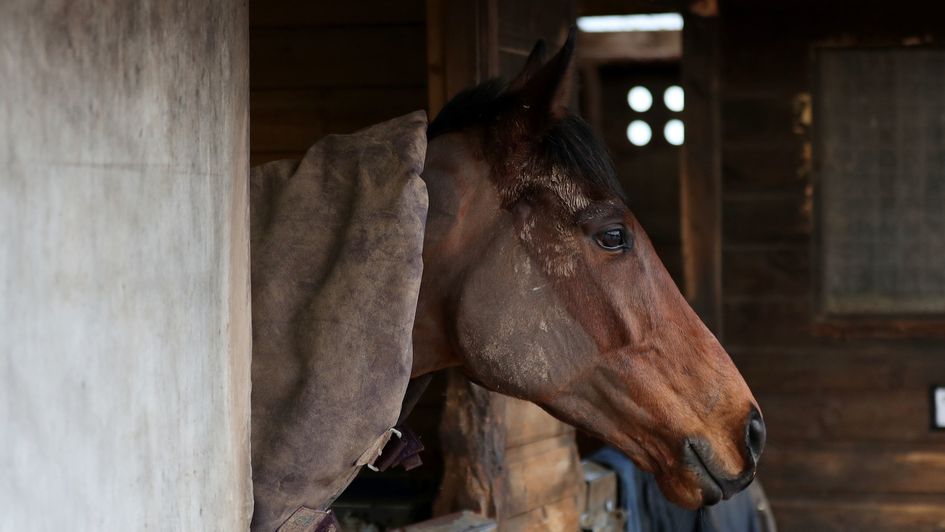 A racehorse looks out of his stable in Worcestershire