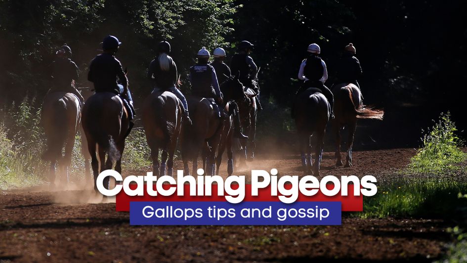 Latest tips from around the major training centres