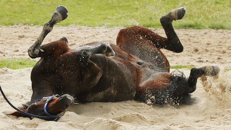 Nakeeta enjoys a roll in the sand at Werribee Racecourse