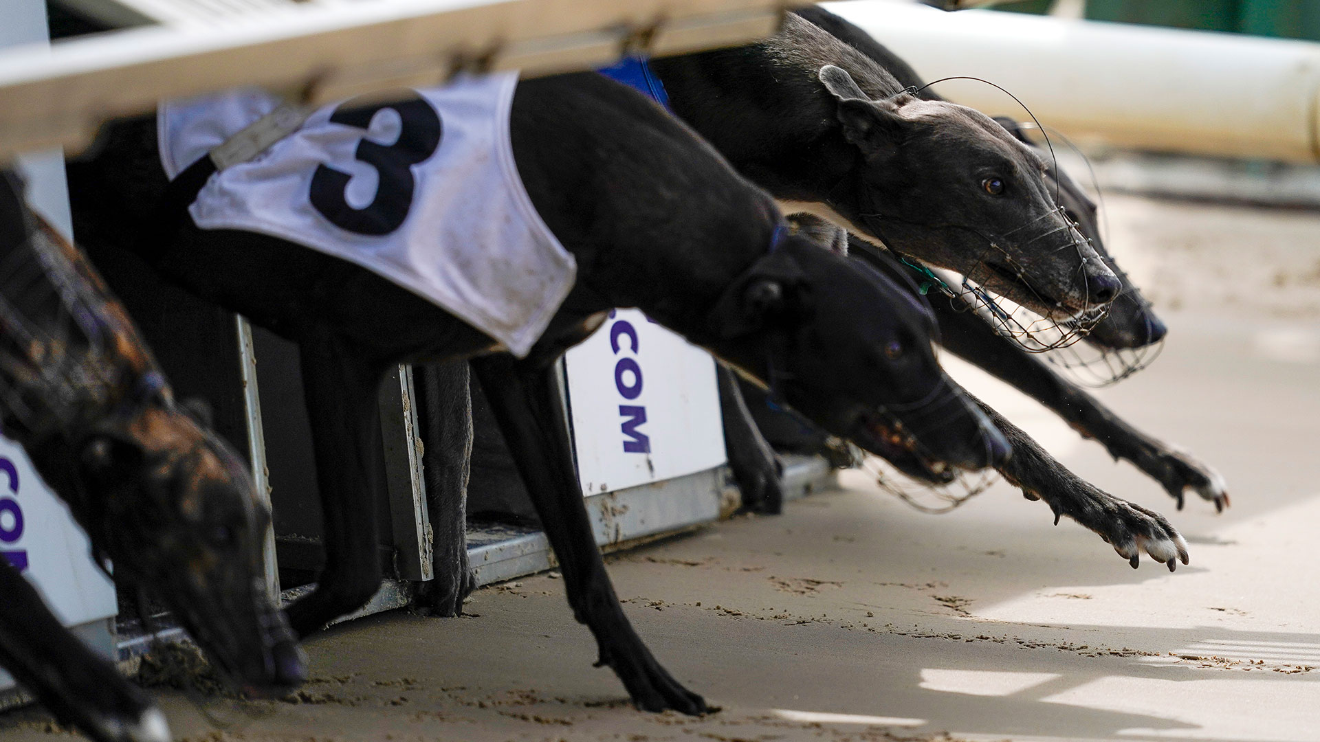 Sky Sports Racing Commits To Daily Greyhound Races