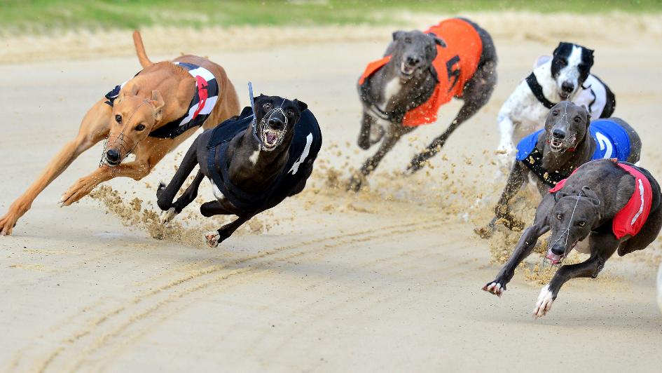 Greyhound Racing Betting Tips